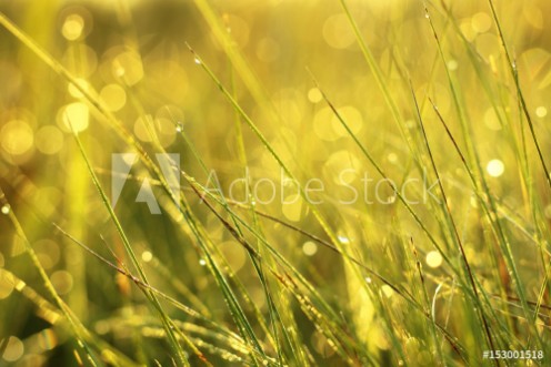 Picture of Tautropfen und Grashalme im Sonnenlicht